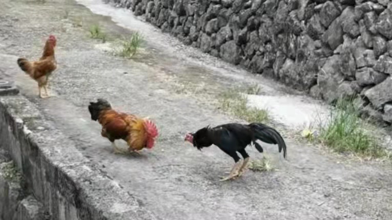 鸡斗客来